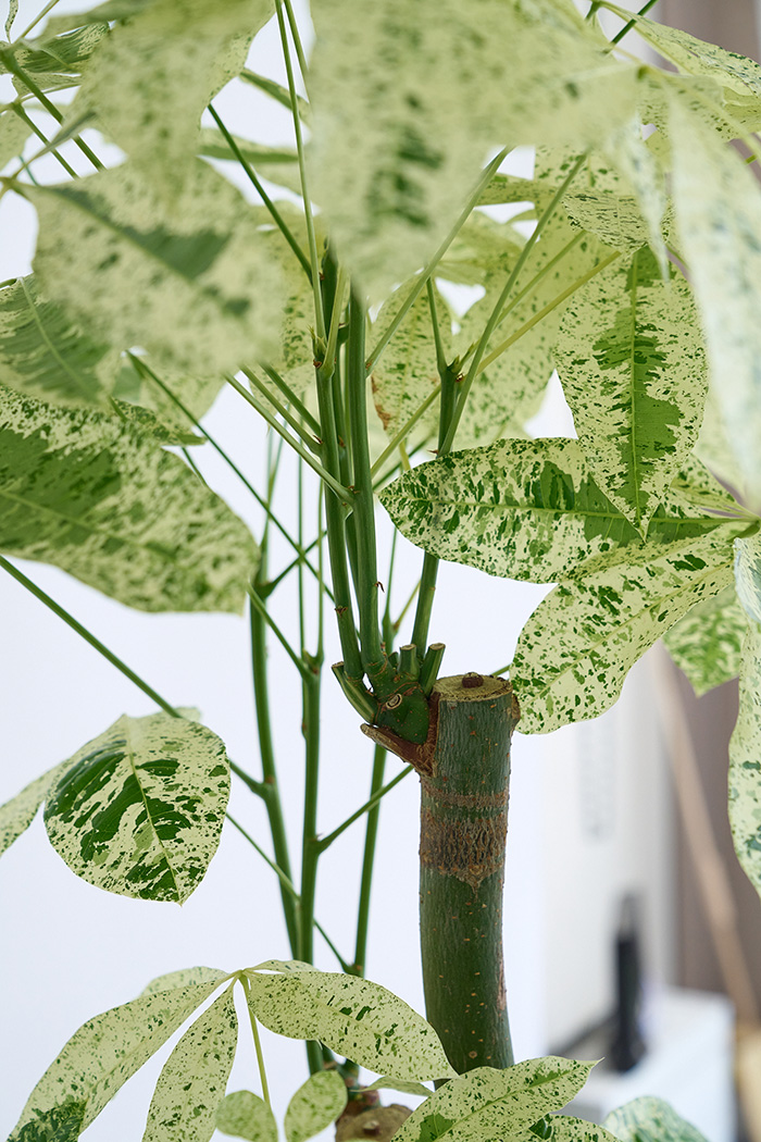 観葉植物 パキラ ミルキーウェイ3本立  一点もの（10号鉢）の写真9枚目