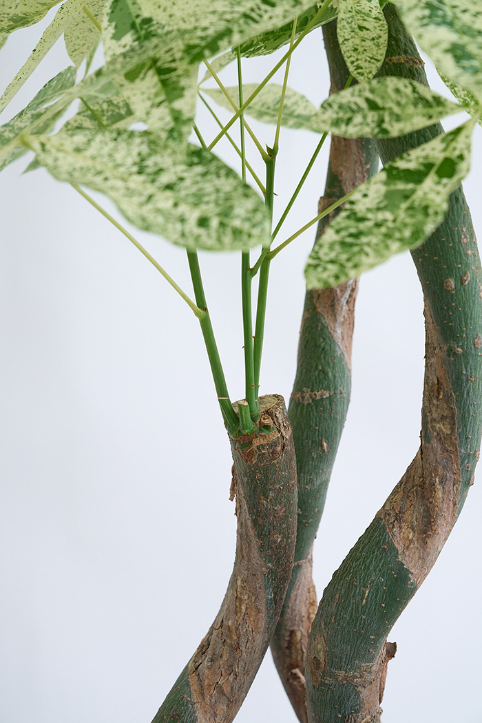 観葉植物 パキラ ミルキーウェイ3本立  一点もの（10号鉢）の写真10枚目