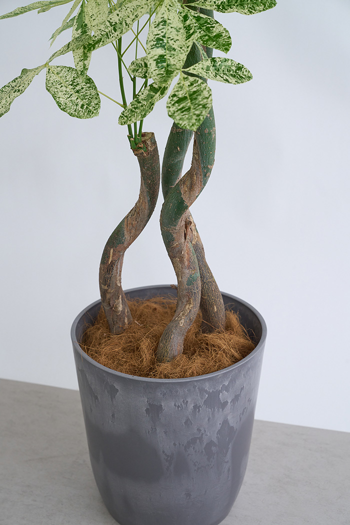 観葉植物 パキラ ミルキーウェイ3本立  一点もの（10号鉢）の写真11枚目