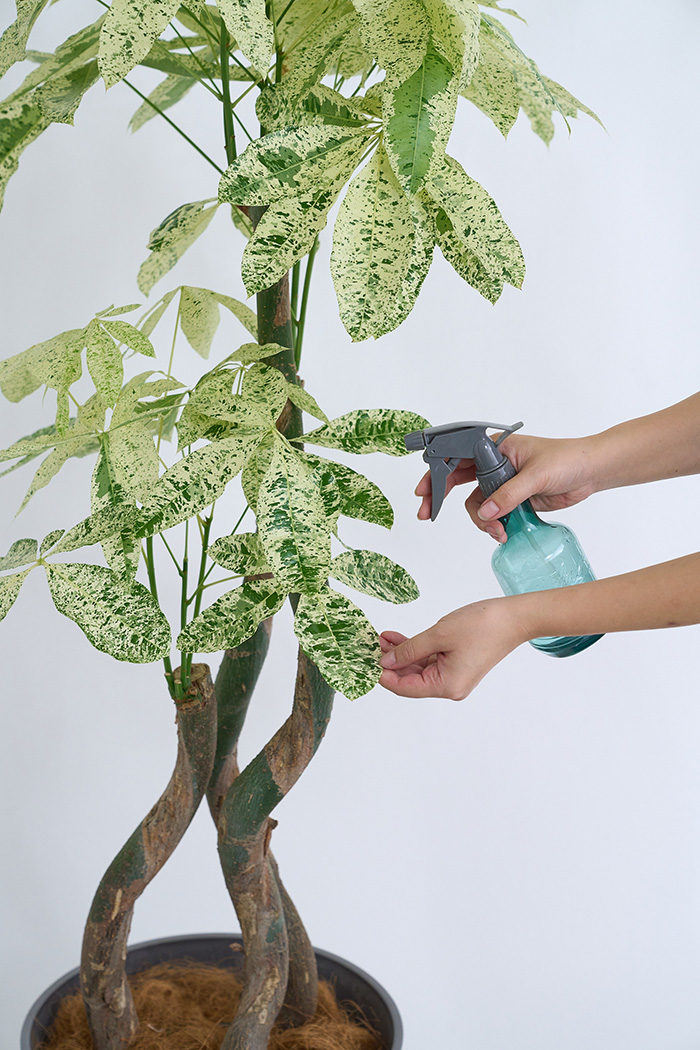 観葉植物 パキラ ミルキーウェイ3本立  一点もの（10号鉢）の写真12枚目