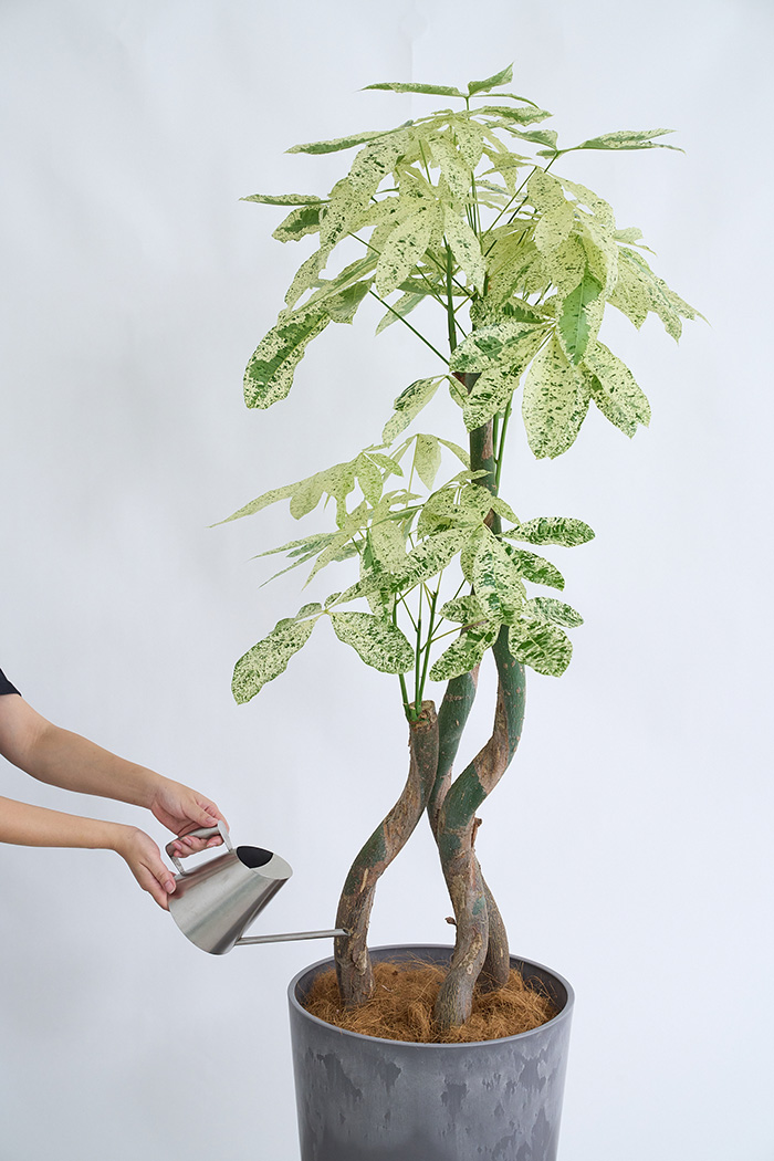 観葉植物 パキラ ミルキーウェイ3本立  一点もの（10号鉢）の写真13枚目