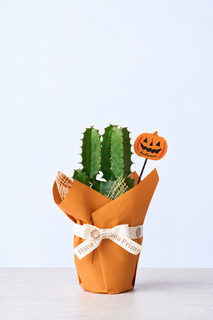 ハロウィン限定 観葉植物 ユーフォルビア ダイウンカク（4号鉢）