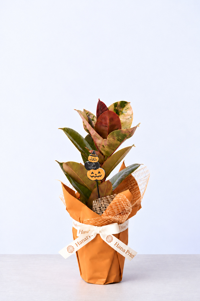 ハロウィン限定 観葉植物 フィカス ジン（4号鉢）