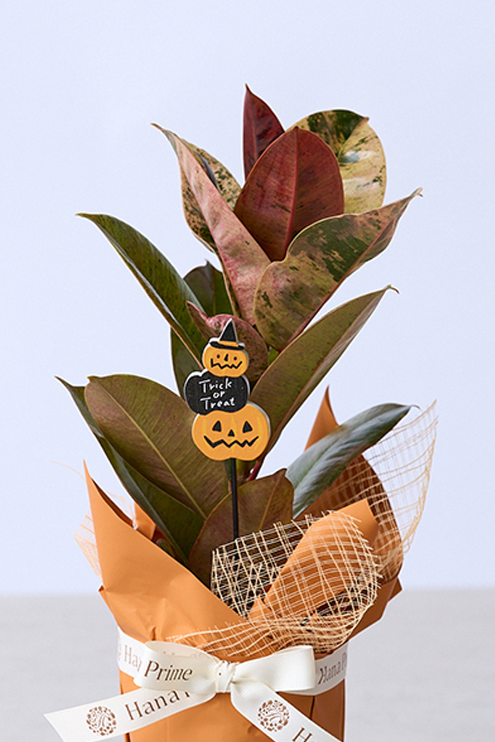 ハロウィン限定 観葉植物 フィカス ジン（4号鉢）