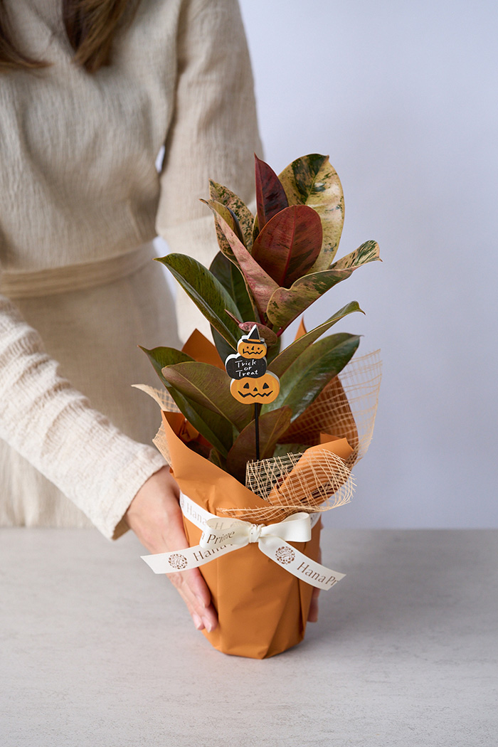 ハロウィン限定 観葉植物 フィカス ルビー（4号鉢）の写真3枚目