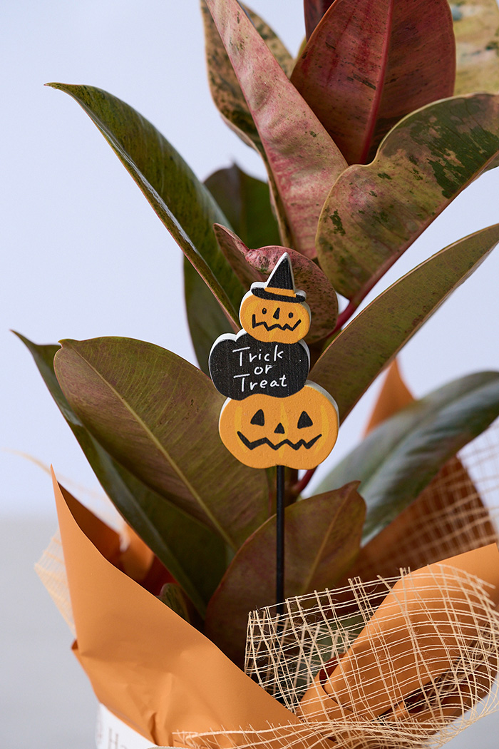 ハロウィン限定 観葉植物 フィカス ルビー（4号鉢）の写真9枚目