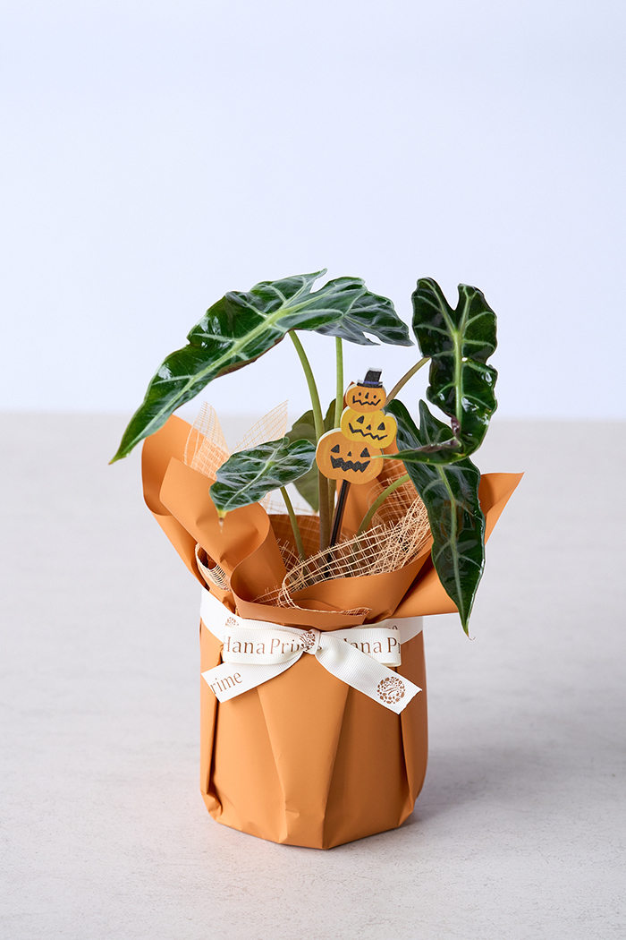 ハロウィン限定 観葉植物 アロカシア アマゾニカ（4号鉢）の写真1枚目