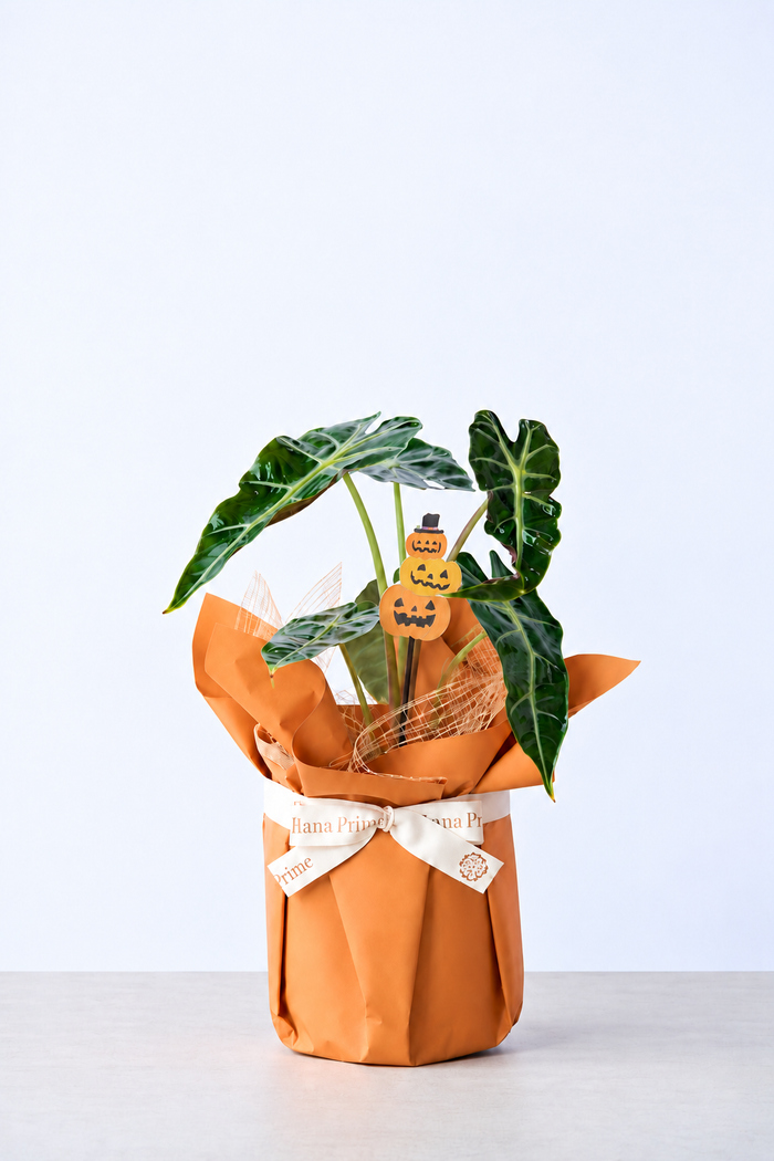 ハロウィン限定 観葉植物 アロカシア アマゾニカ（4号鉢）