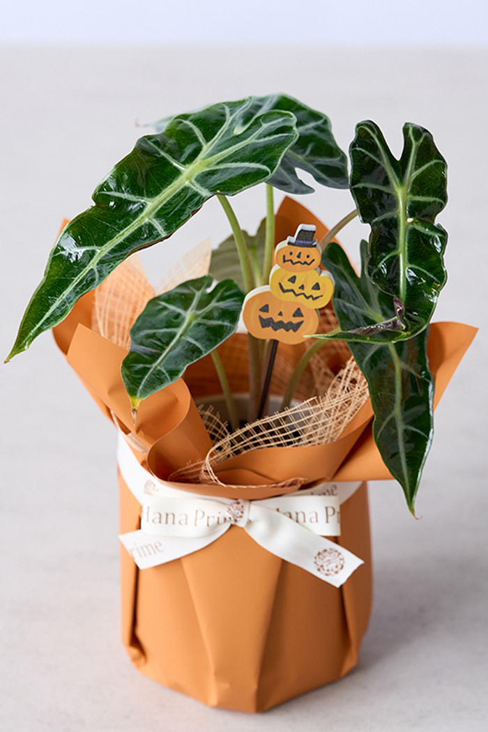 ハロウィン限定 観葉植物 アロカシア アマゾニカ（4号鉢）の写真2枚目