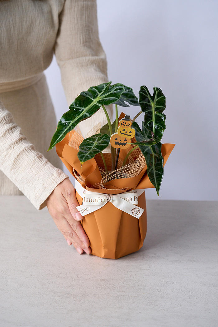 ハロウィン限定 観葉植物 アロカシア アマゾニカ（4号鉢）の写真3枚目