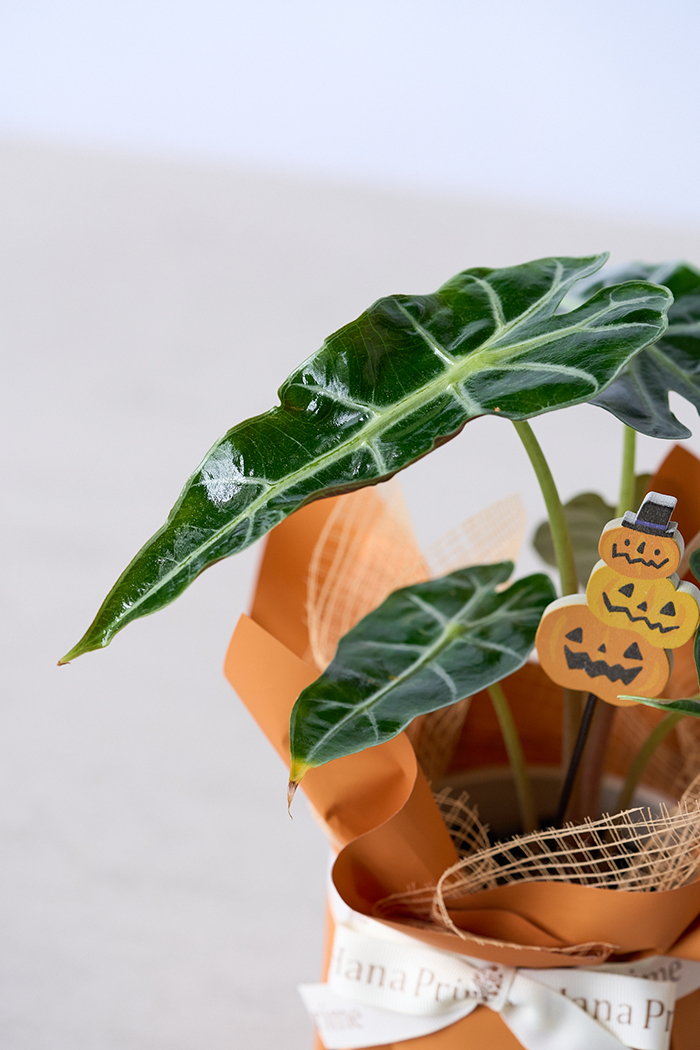 ハロウィン限定 観葉植物 アロカシア アマゾニカ（4号鉢）の写真4枚目