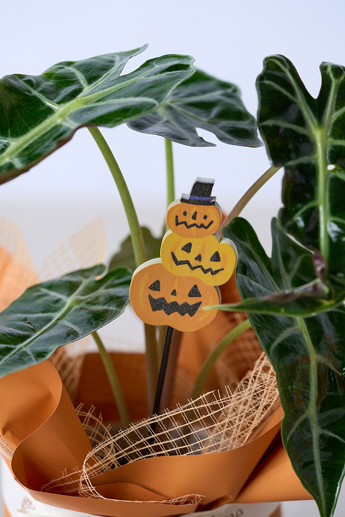 ハロウィン限定 観葉植物 アロカシア アマゾニカ（4号鉢）の写真5枚目