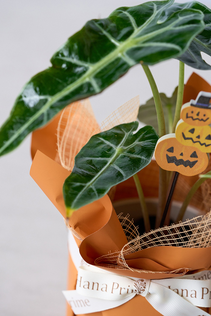 ハロウィン限定 観葉植物 アロカシア アマゾニカ（4号鉢）の写真6枚目