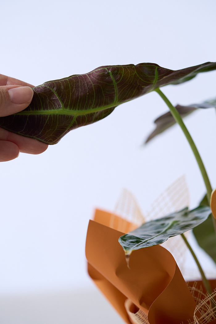 ハロウィン限定 観葉植物 アロカシア アマゾニカ（4号鉢）の写真7枚目