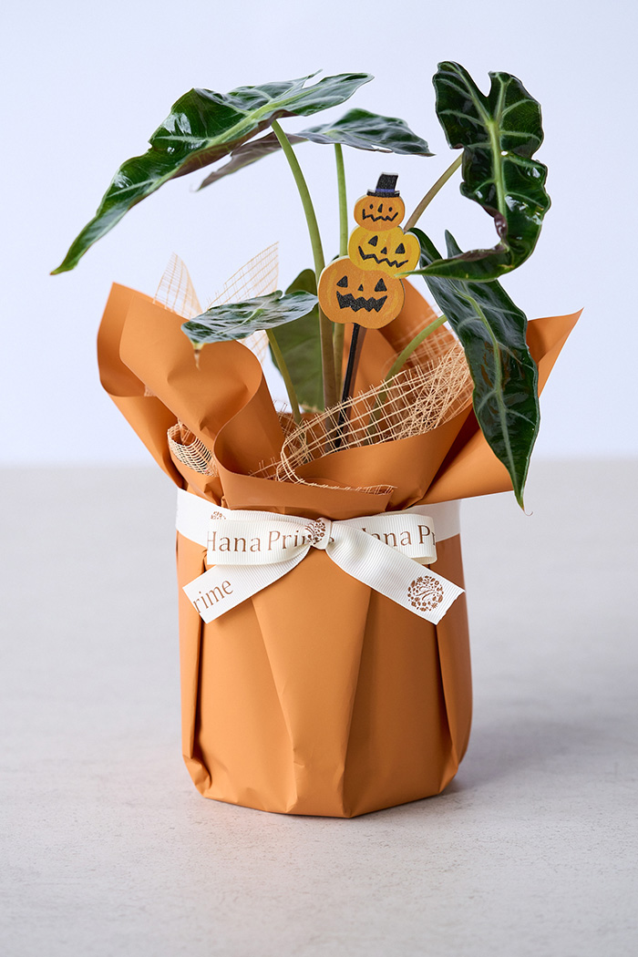 ハロウィン限定 観葉植物 アロカシア アマゾニカ（4号鉢）の写真8枚目