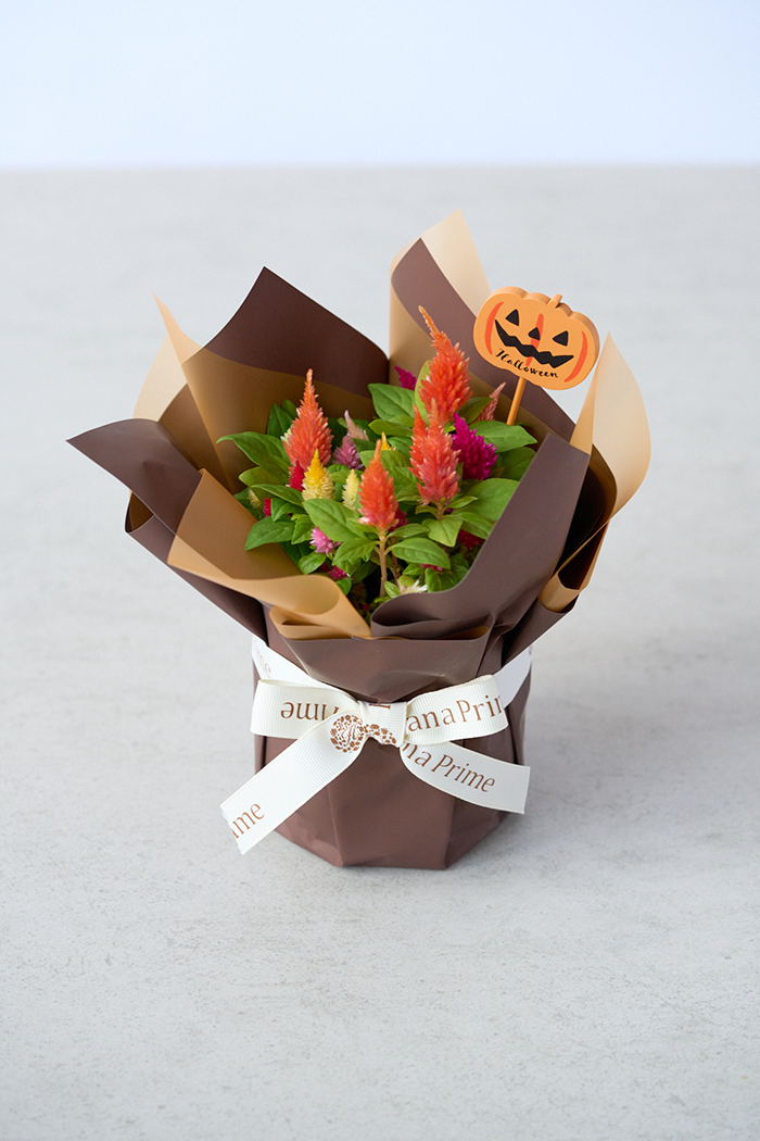 ハロウィン限定 花鉢 羽毛ケイトウ”キモノ”（4号鉢）の写真1枚目