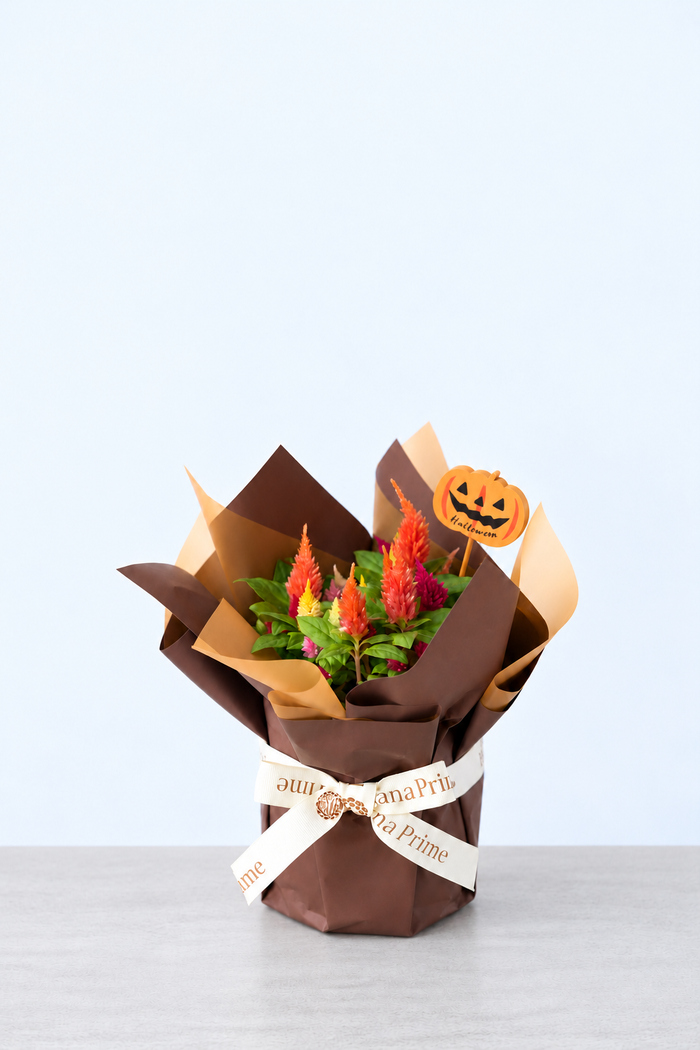 ハロウィン限定 花鉢 羽毛ケイトウ”キモノ”（4号鉢）