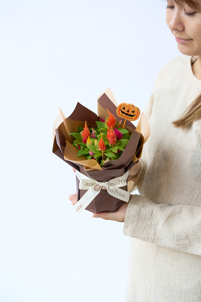 ハロウィン限定 花鉢 羽毛ケイトウ”キモノ”（4号鉢）の写真3枚目