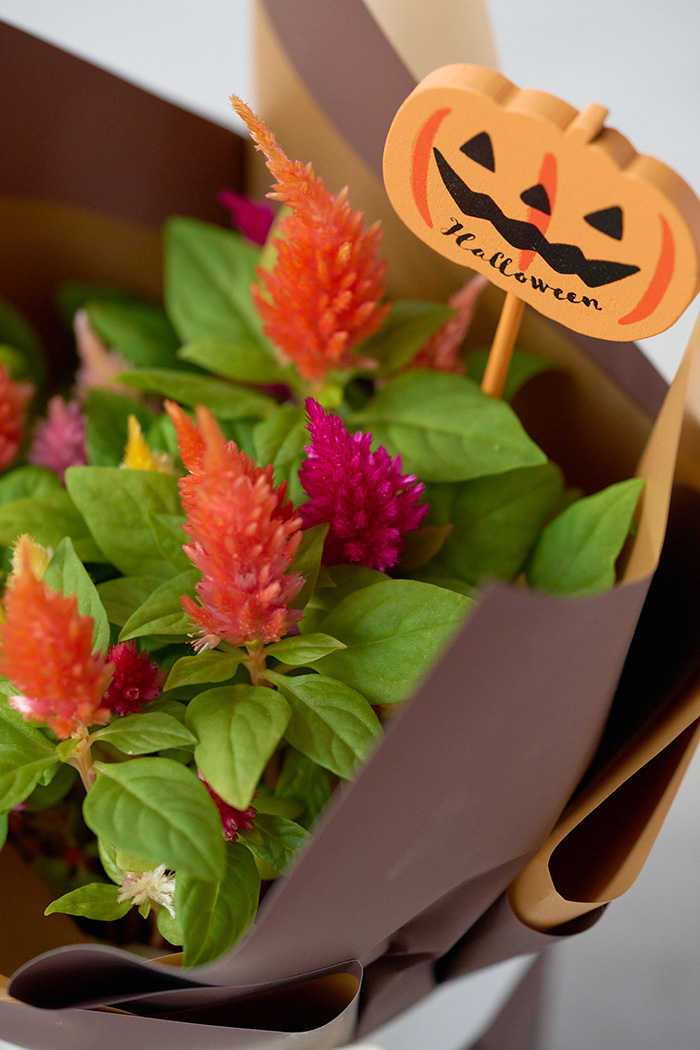 ハロウィン限定 花鉢 羽毛ケイトウ”キモノ”（4号鉢）の写真4枚目