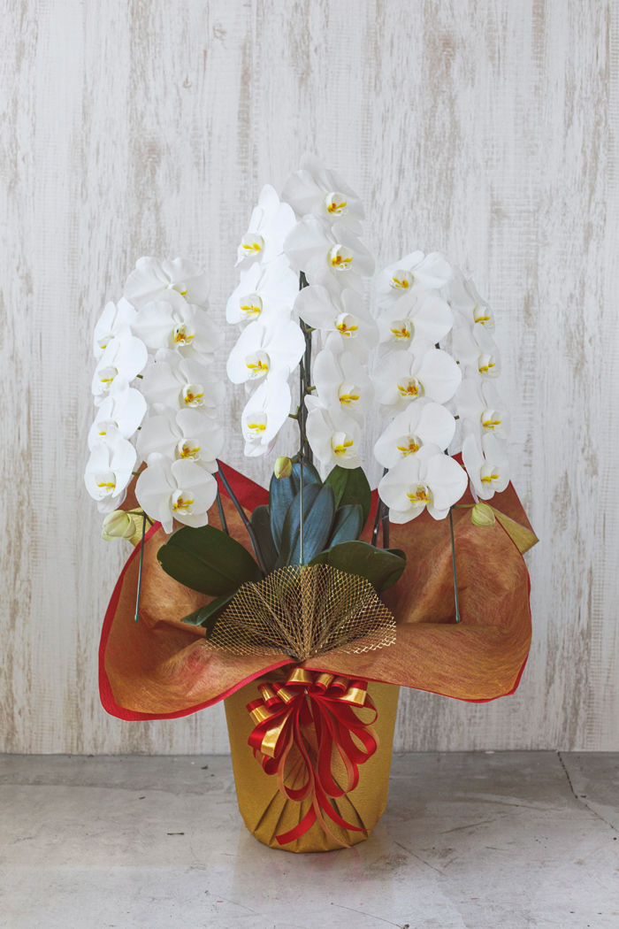 胡蝶蘭 27輪 30輪 3本立ち 白 公式 Hanaprime 花と植物のギフト通販