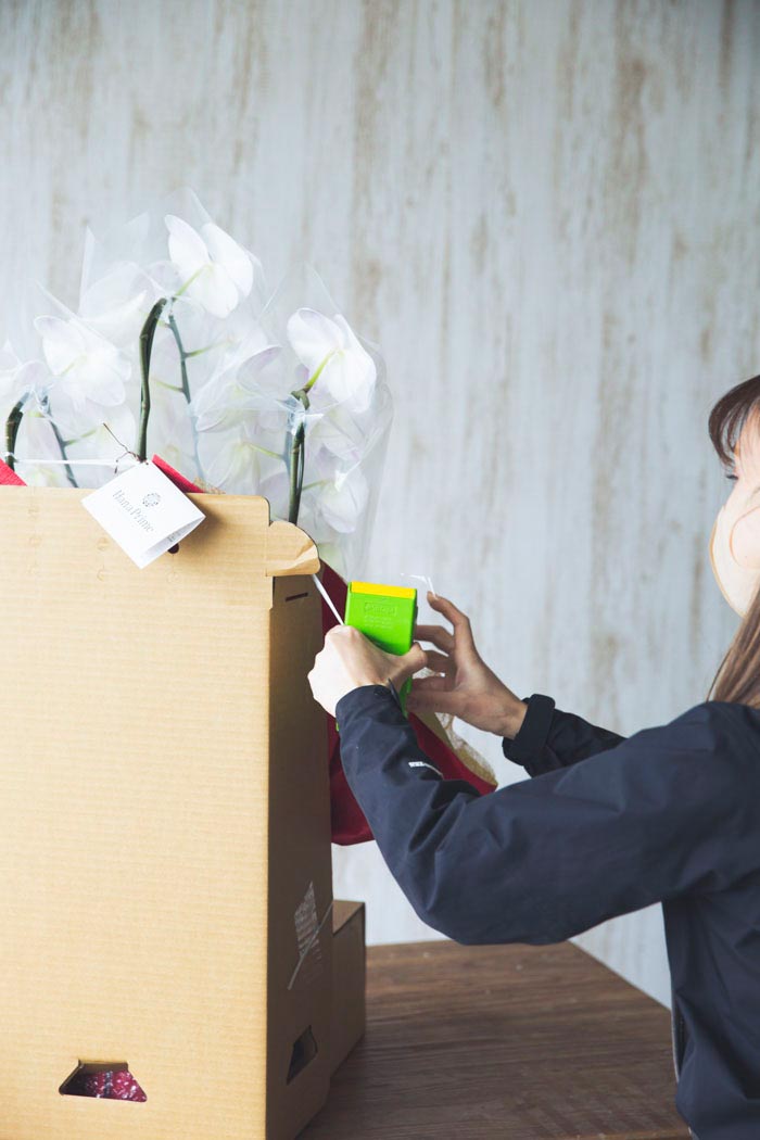 胡蝶蘭 大輪 27輪〜30輪 3本立ち 白の写真9枚目