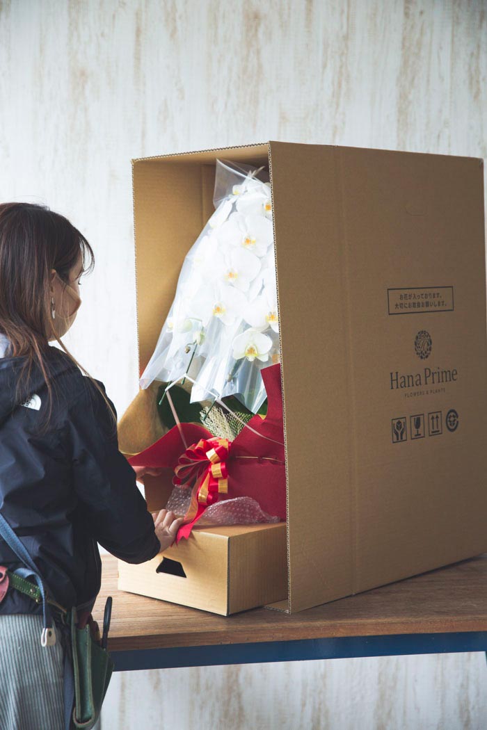 胡蝶蘭 大輪 27輪〜30輪 3本立ち 白の写真10枚目