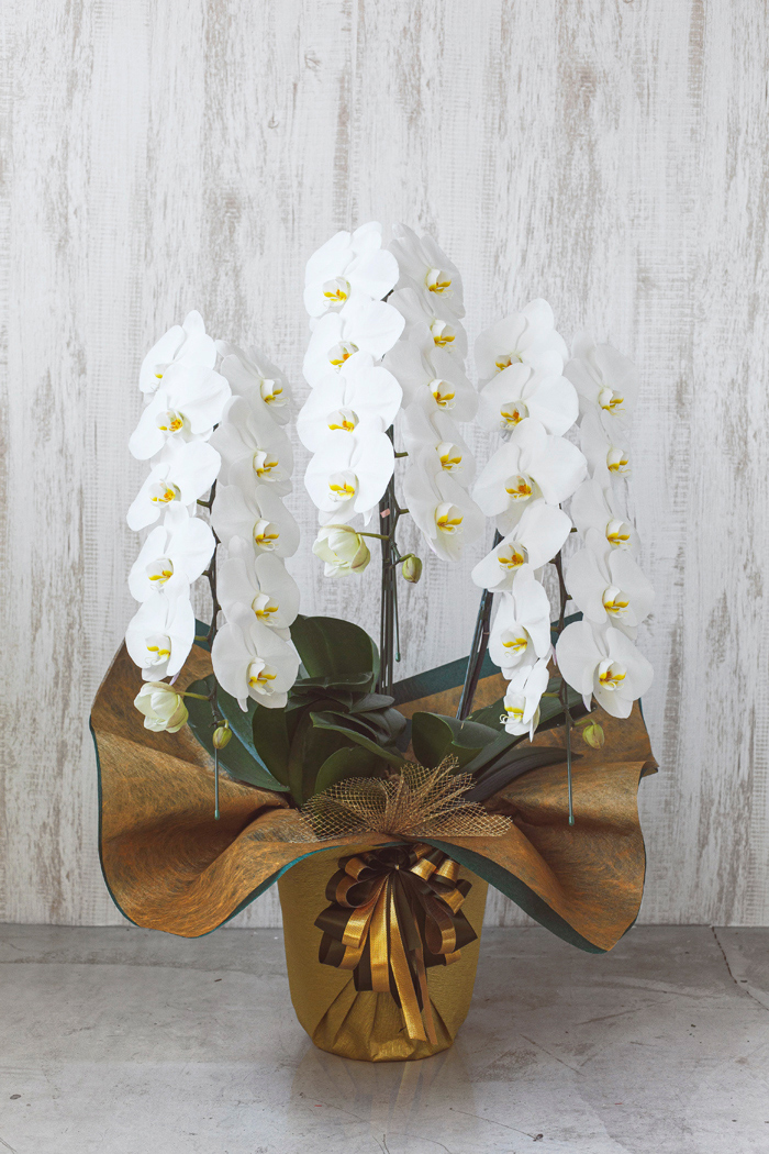 胡蝶蘭 33輪 36輪 3本立ち 白 公式 Hanaprime 花と植物のギフト通販