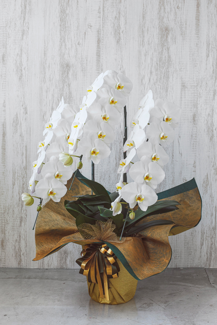 胡蝶蘭 33輪 36輪 3本立ち 白 公式 Hanaprime 花と植物のギフト通販