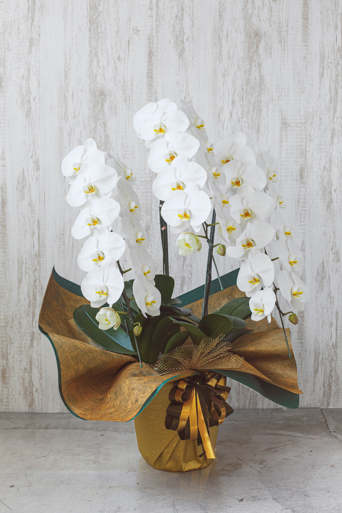 胡蝶蘭 33輪 36輪 3本立ち 白 公式 Hanaprime 花と植物のギフト通販