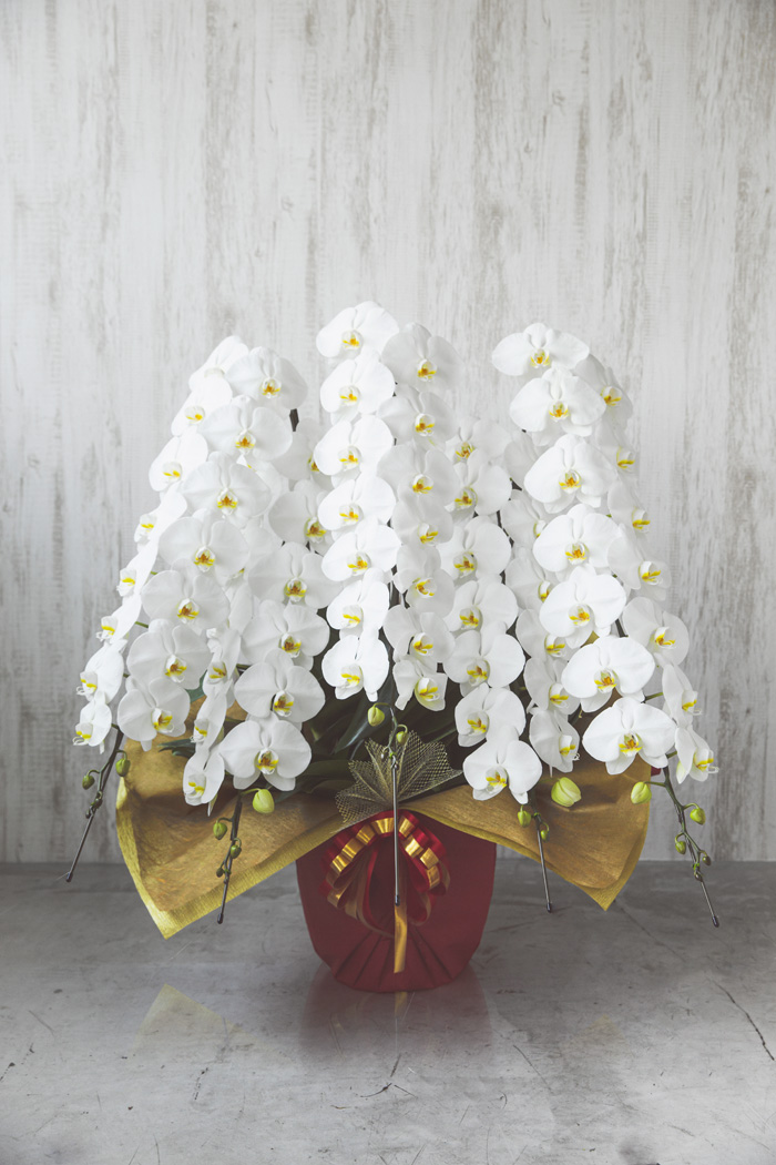 胡蝶蘭 大輪 80輪～90輪 5本立ち 白の写真1枚目