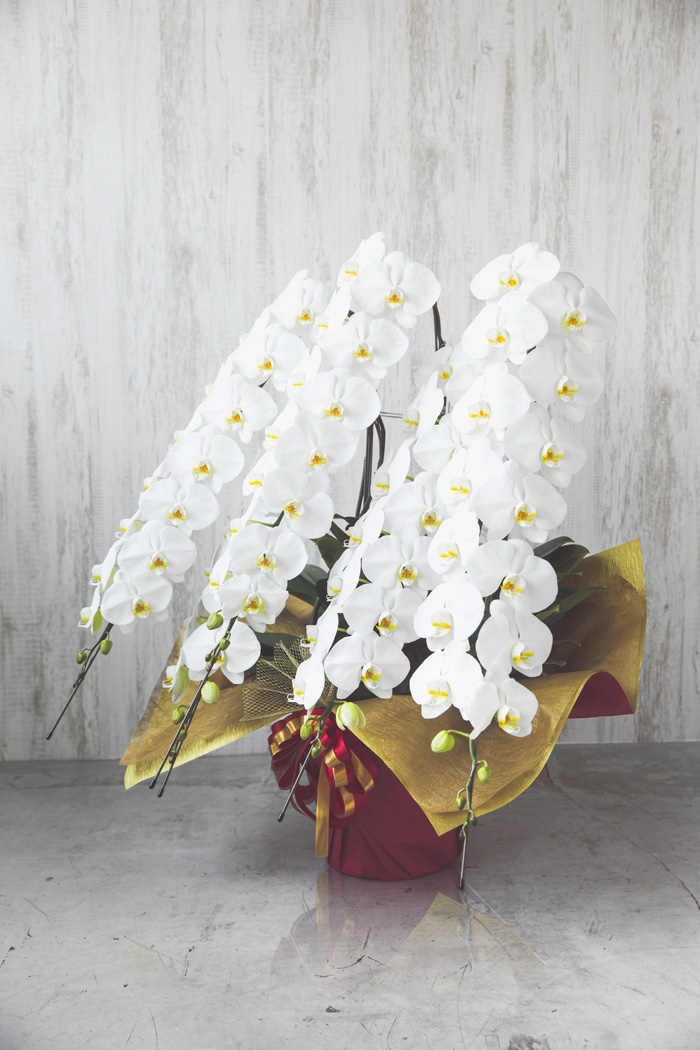 胡蝶蘭 大輪 80輪～90輪 5本立ち 白の写真3枚目