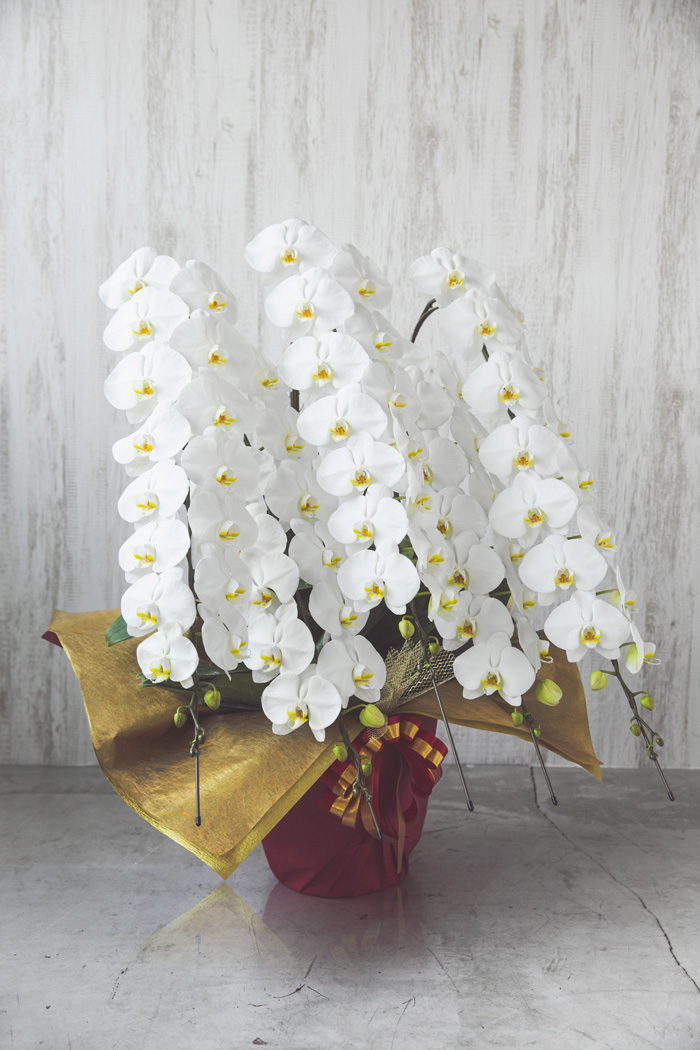 胡蝶蘭 大輪 80輪～90輪 5本立ち 白の写真4枚目