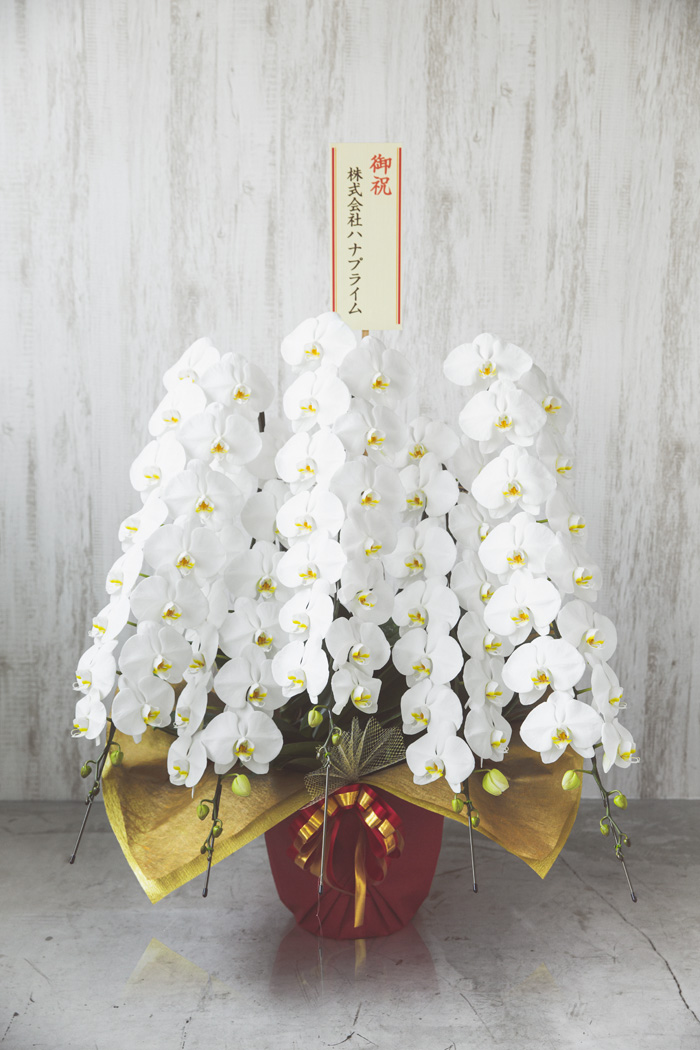 胡蝶蘭 大輪 80輪～90輪 5本立ち 白