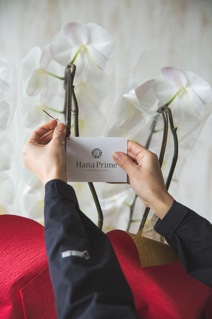 胡蝶蘭 大輪 80輪～90輪 5本立ち 白の写真7枚目