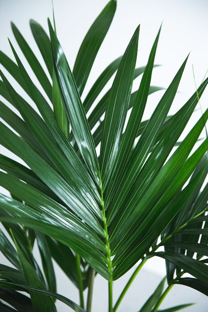 観葉植物 ケンチャヤシ（8号鉢）