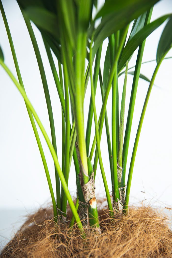 観葉植物 ケンチャヤシ（8号鉢）