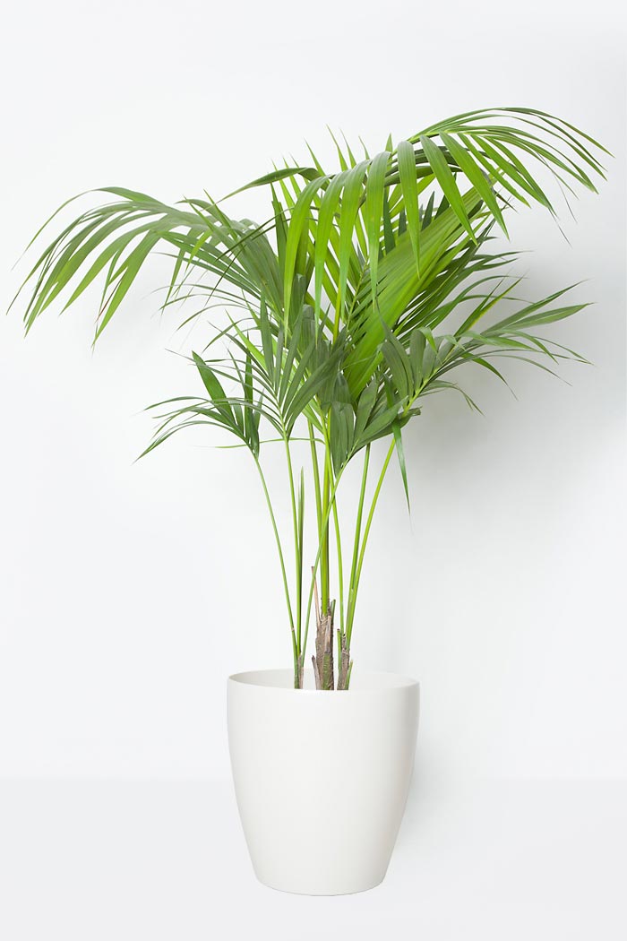 観葉植物 ケンチャヤシ(8号鉢)