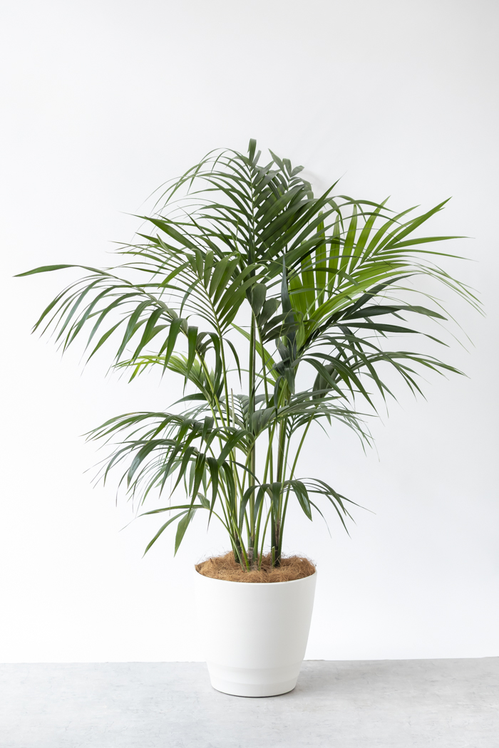 観葉植物 ケンチャヤシ（10号鉢）