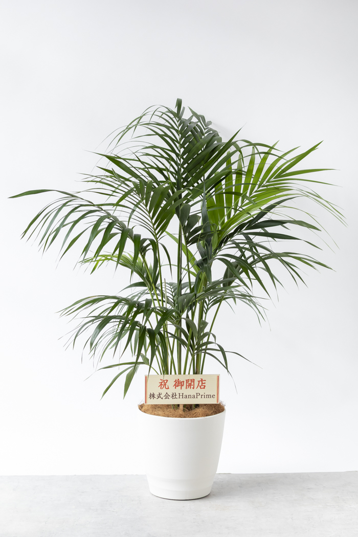 観葉植物 ケンチャヤシ（10号鉢）