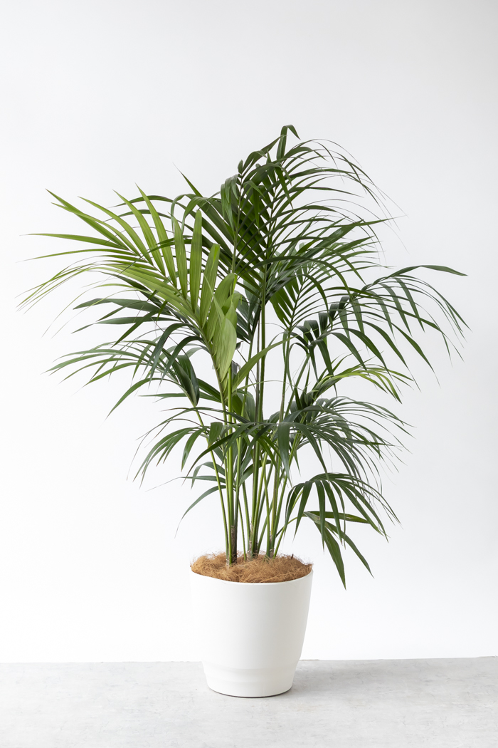 観葉植物 ケンチャヤシ（10号鉢）の写真3枚目