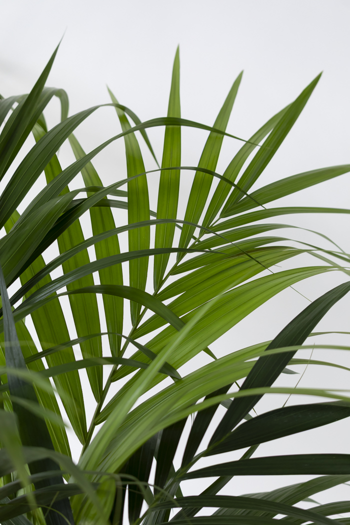観葉植物 ケンチャヤシ（10号鉢）の写真4枚目