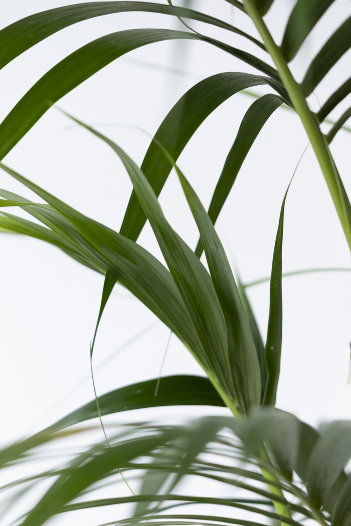観葉植物 ケンチャヤシ（10号鉢）の写真5枚目