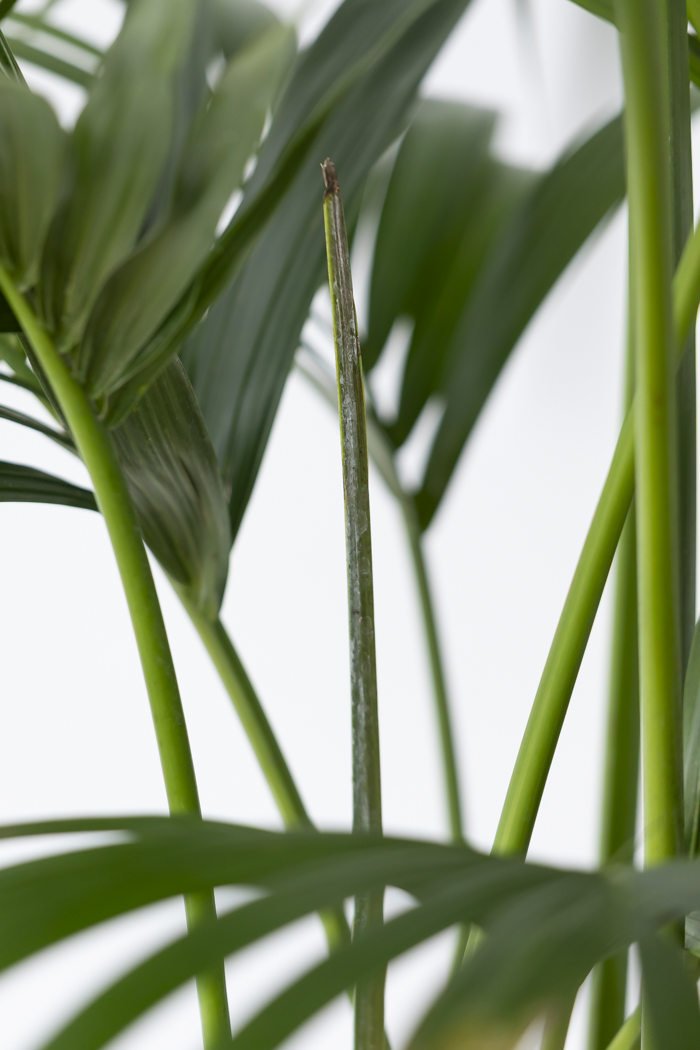 観葉植物 ケンチャヤシ（10号鉢）の写真6枚目