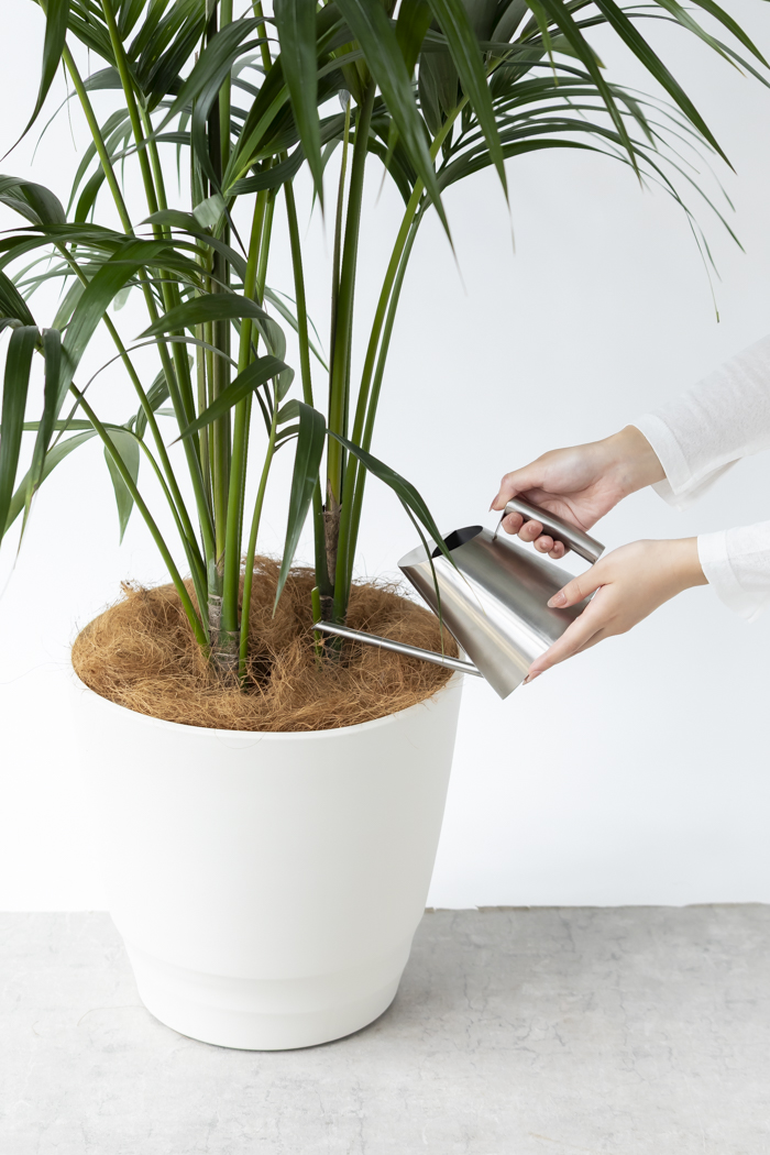 観葉植物 ケンチャヤシ（10号鉢）の写真8枚目