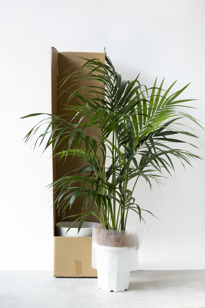 けんちゃんヤシ。観葉植物。鉢ごと無料で発送致しますいたします。 けんちゃんヤシ。観葉植物。鉢ごと無料で発送致しますいたします。