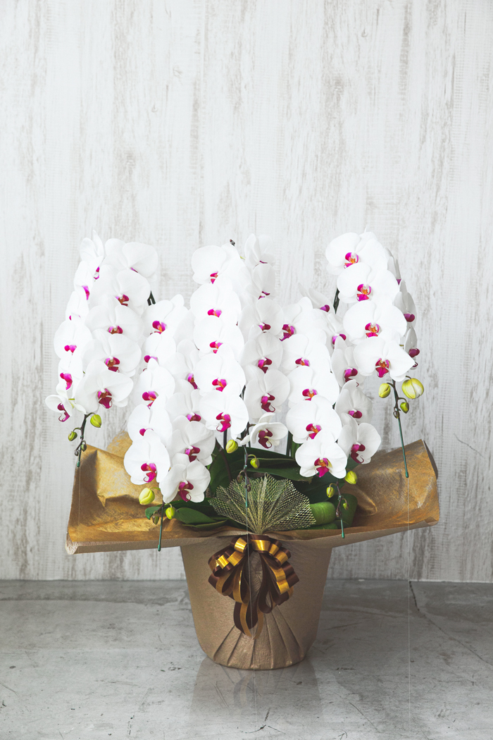 胡蝶蘭 大輪 55輪～60輪 5本立ち 赤リップの写真1枚目