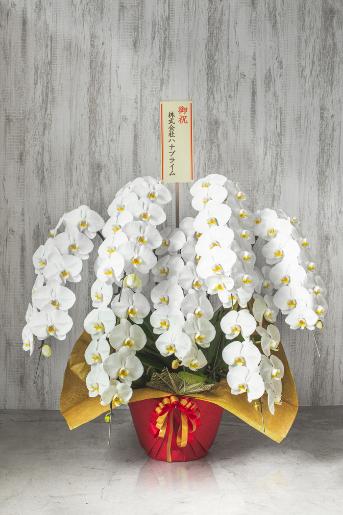 胡蝶蘭 大輪 80輪以上 7本立ち 白
