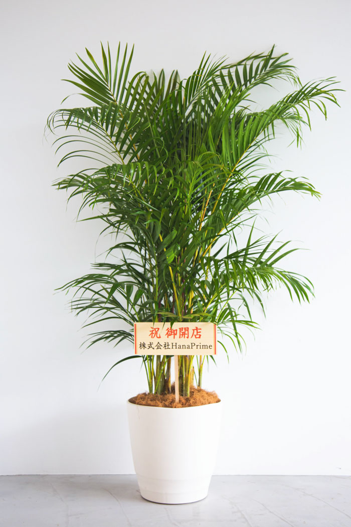 観葉植物 アレカヤシ（10号鉢）