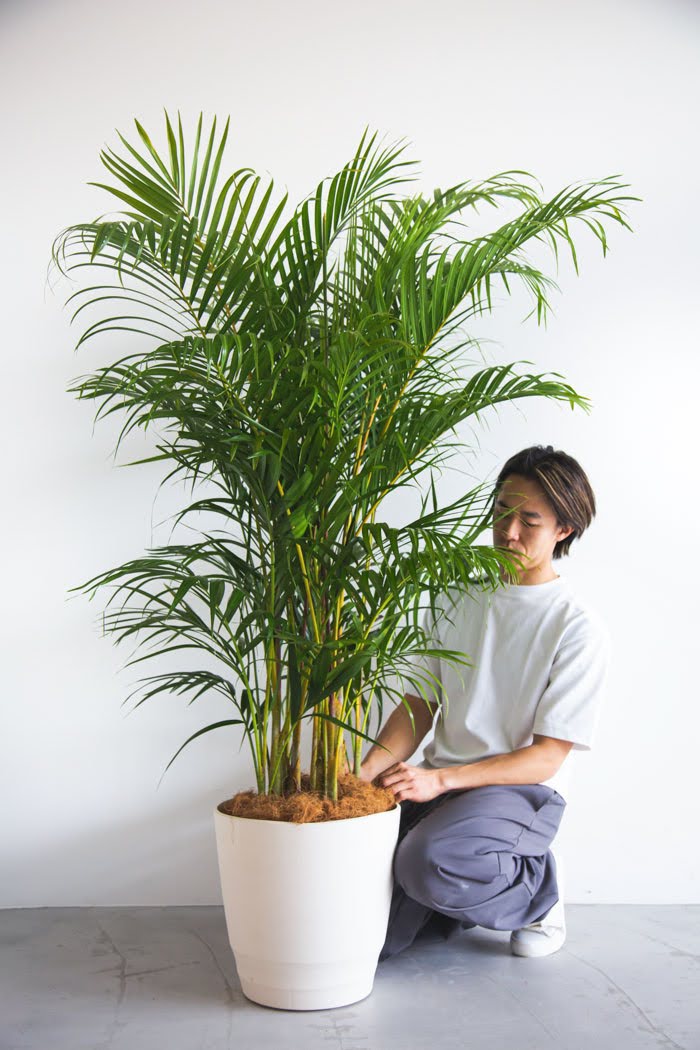 観葉植物 アレカヤシ 10号鉢 公式 Hanaprime 花と植物のギフト通販