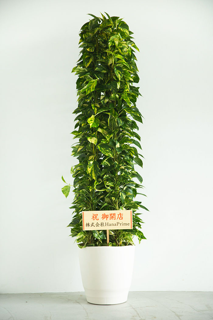 観葉植物 ポトス 10号鉢 公式 Hanaprime 花と植物のギフト通販